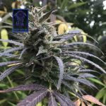 Blue Dream Feminisiert Saatgut