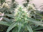 Blue Dream Feminisiert Saatgut