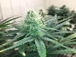 Blue Dream Feminisiert Saatgut