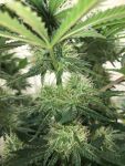 Blue Dream Feminisiert Saatgut