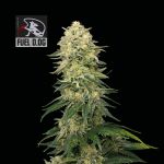 Seedsman Fuel D.OG Feminised strain
