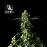 Seedsman Fuel D.OG Feminised strain