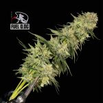 Seedsman Fuel D.OG Feminised strain