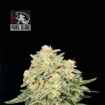 Seedsman Fuel D.OG Feminised strain