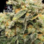Seedsman Fuel D.OG Feminised strain