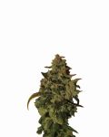 Somango XXL Auto Feminised Seeds - 5