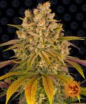 Lemon Tree Feminised Seeds