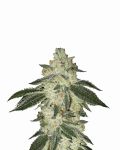 Black Jack Auto Feminizowane Nasiona - 5