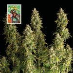 Seedsman Gorilla Candy Auto strain