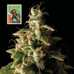 Seedsman Gorilla Candy Auto strain