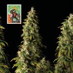 Seedsman Gorilla Candy Auto strain