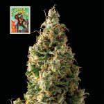 Seedsman Gorilla Candy Auto strain