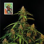 Seedsman Gorilla Candy Auto strain