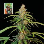 Seedsman Gorilla Candy Auto strain