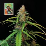 Seedsman Gorilla Candy Auto strain