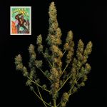 Seedsman Gorilla Candy Auto strain