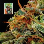 Seedsman Gorilla Candy Auto strain