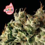 Juicy Zkittlez Auto Feminizowany Nasiona