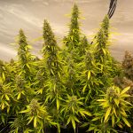 Juicy Zkittlez Auto Feminizowany Nasiona