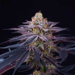 Rotten Apple Feminised Seeds - 6