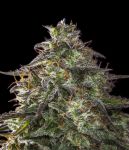 Blueberry Cheesecake Auto Feminised Seeds