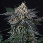 Zaizai Feminised Seeds - 6