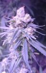 Gifted CBD Feminised Seeds