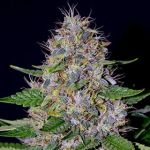 Apple Crumble Feminised Seeds - 5