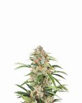 Orange Bud Auto Feminised Seeds - 5
