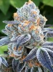 Death Scout Regular Seeds - 12
