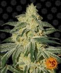 Afghan Hash Plant Regular Seeds - 10