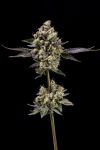 Afghani Mints Regular Seeds - 11