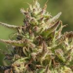 Chingona Fast Feminized Seeds - 5