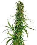 Michka Feminised Seeds