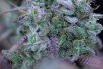 Chemdawg Auto Feminized Seeds - BULK x 100