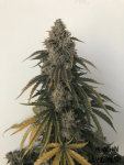 MEPH-BEWHITE-AUTO-FEM