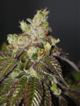 Island Punch Feminised Seeds - 6