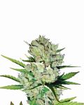 Skunk #1 Auto Feminised Seeds - 5