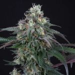 Lemon Curd Feminised Seeds - 6