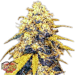 Strawberry Cake Auto Feminised Seeds