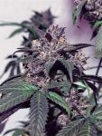 Purple Diesel Feminised Seeds - 6