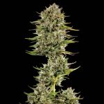 Face Gas AUTO Feminised Seeds - 5