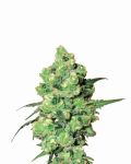 Skunk #1 Régulier Graines - 10