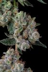 Glue 31 Feminized Seeds