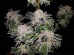 GMO Cookies Feminised Seeds - BULK x 100