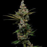 Guava Slushy Feminised Seeds - 5