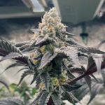 Hasbulla Feminised Seeds - 5