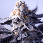 Hazy Girl Feminised Seeds - 5
