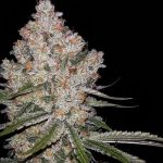 Hazy Voyage Feminised Seeds - 5