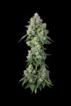 Inside Joke Feminized Seeds